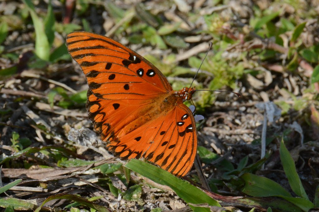 080 2015-01109715 Loxahatchee NWR, FL.JPG - Gulf Fritillary (Agraulis vanillae) (f). Butterfly. Loxahatchee National Wildlife Refuge, FL, 1-10-2015